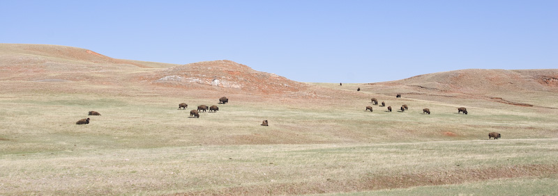 Bison Herd On Prairie